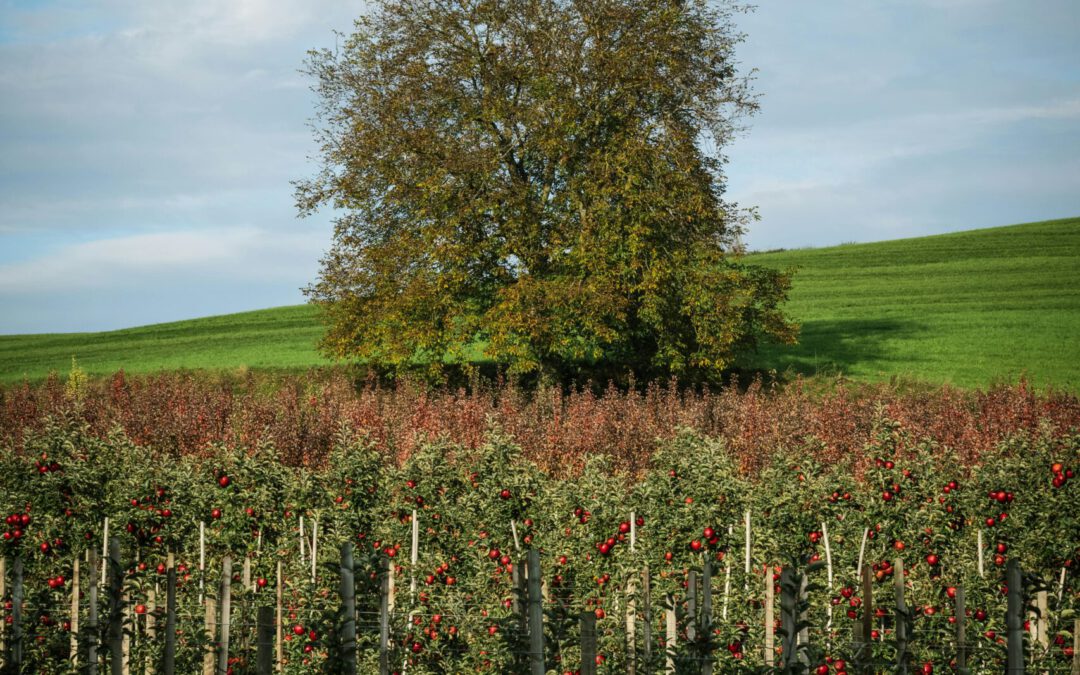 Heiraten im Alten Land