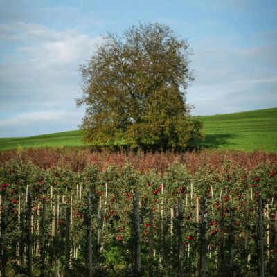 Heiraten im Alten Land
